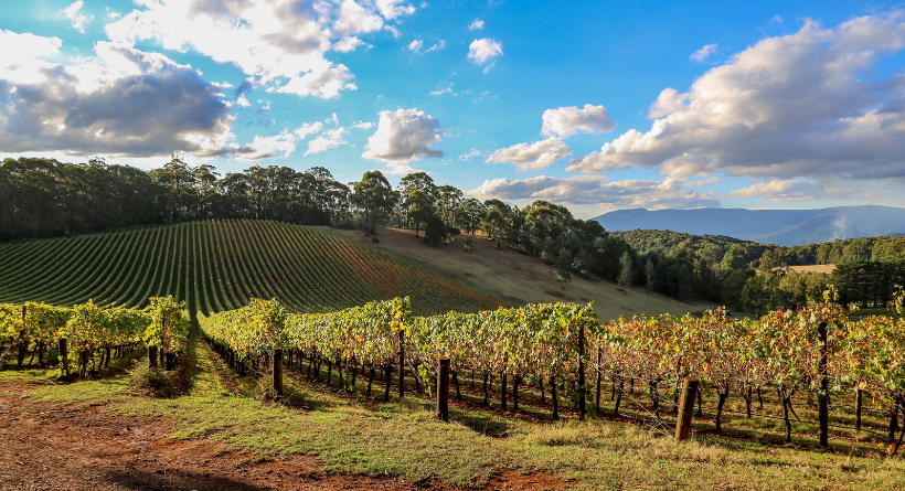 Handpicked Wines Vineyard